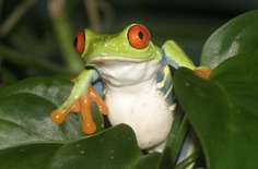 Costa Rica Nature